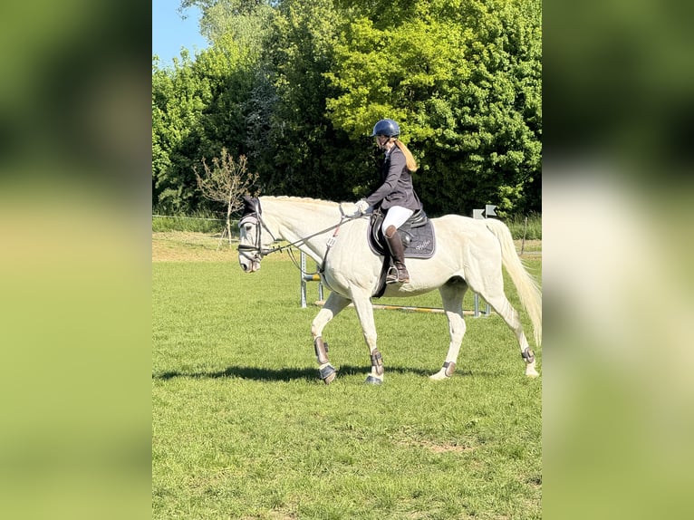 Oldenburger Springpferd Wallach 16 Jahre 175 cm Schimmel in Oberzent