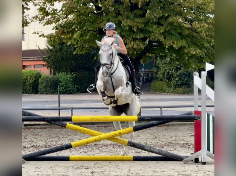 Oldenburger Springpferd Wallach 16 Jahre 175 cm Schimmel in Oberzent