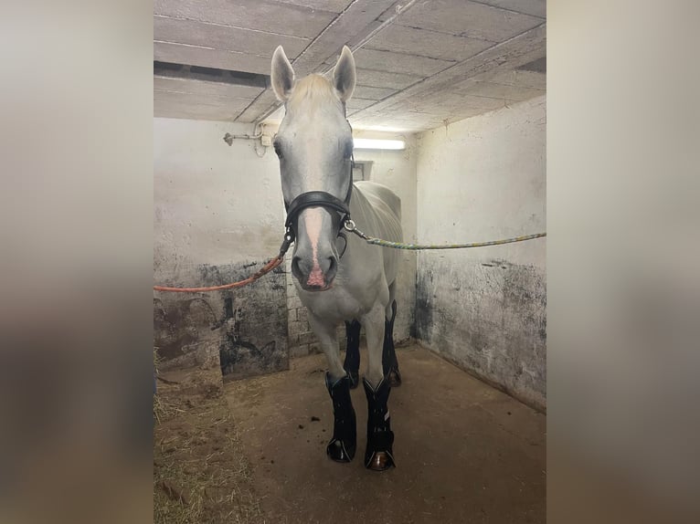 Oldenburger Springpferd Wallach 16 Jahre 175 cm Schimmel in Oberzent
