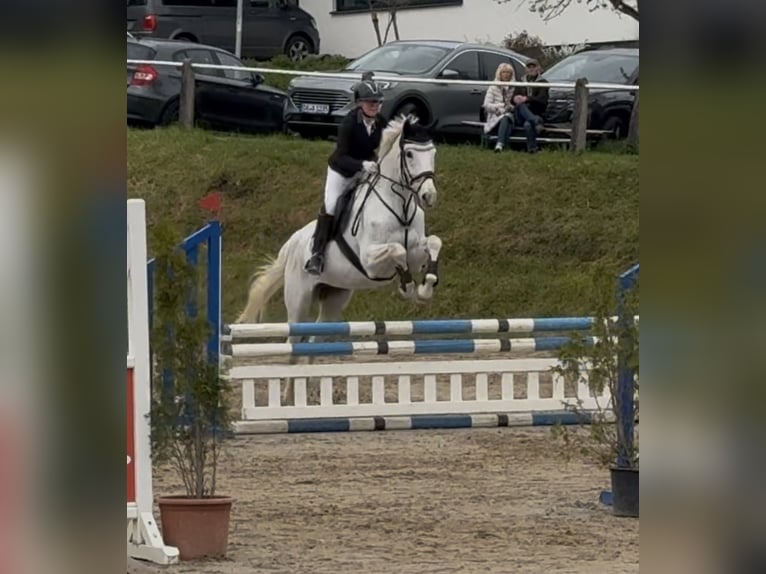 Oldenburger Springpferd Wallach 16 Jahre 175 cm Schimmel in Oberzent