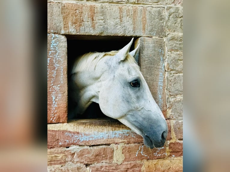 Oldenburger Springpferd Wallach 16 Jahre 175 cm Schimmel in Oberzent