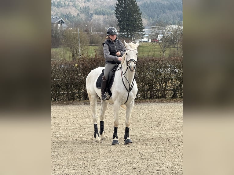 Oldenburger Springpferd Wallach 16 Jahre 175 cm Schimmel in Oberzent
