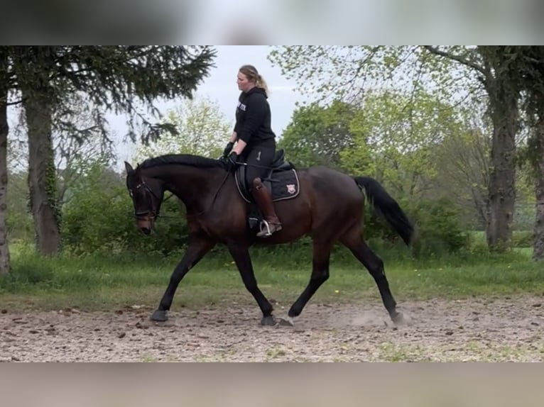 Oldenburger Springpferd Wallach 16 Jahre 182 cm Dunkelbrauner in Mühlenberge