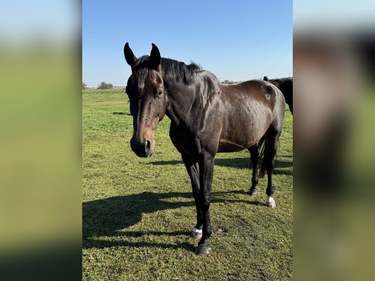 Oldenburger Springpferd Wallach 16 Jahre 182 cm Dunkelbrauner in Mühlenberge