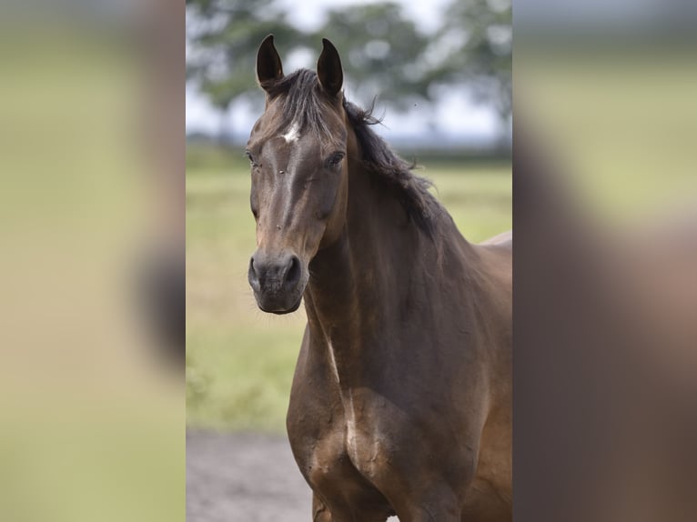 Oldenburger Springpferd Wallach 16 Jahre 182 cm Dunkelbrauner in Mühlenberge