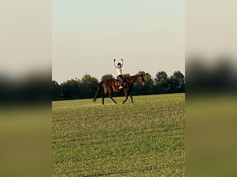 Oldenburger Springpferd Wallach 16 Jahre 183 cm Brauner in Hönow