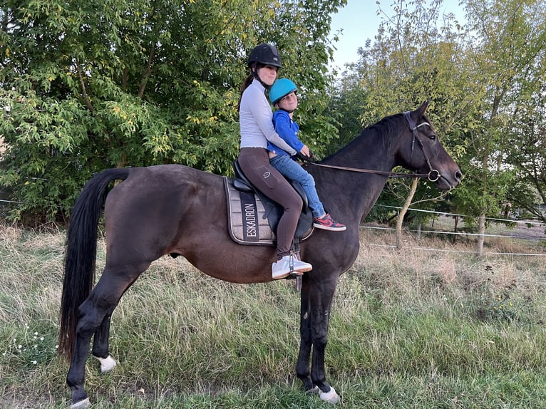 Oldenburger Springpferd Wallach 16 Jahre 183 cm Brauner in Hönow