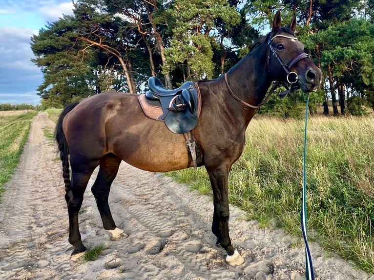 Oldenburger Springpferd Wallach 16 Jahre 183 cm Brauner in Hönow