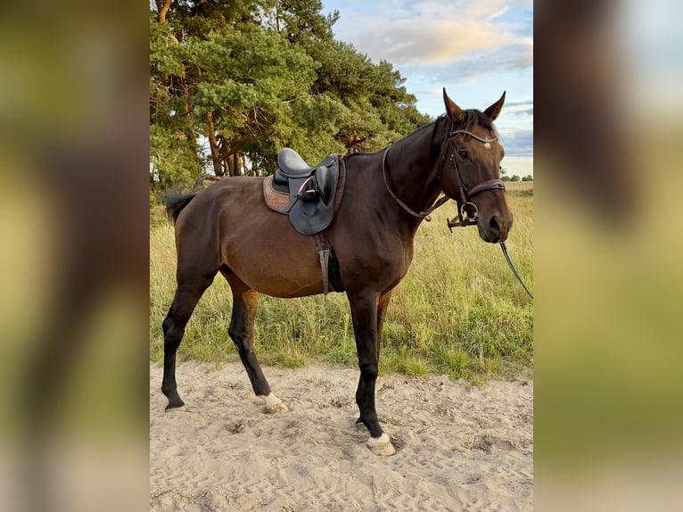 Oldenburger Springpferd Wallach 16 Jahre 183 cm Brauner in Hönow