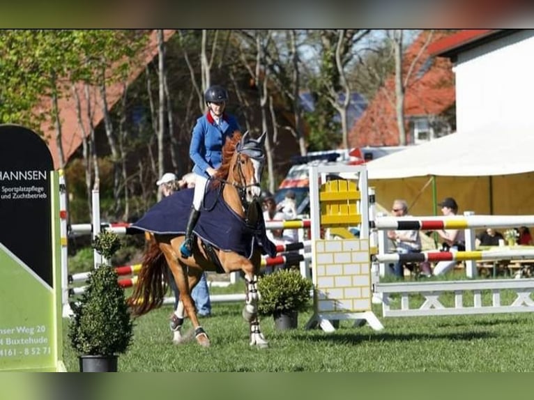 Oldenburger Springpferd Wallach 17 Jahre 167 cm Fuchs in Osterholz-Scharmbeck Oldenburger Springpferd Wallach 17 Jahre 167 cm Fuchs in Osterholz-Scharmbeck