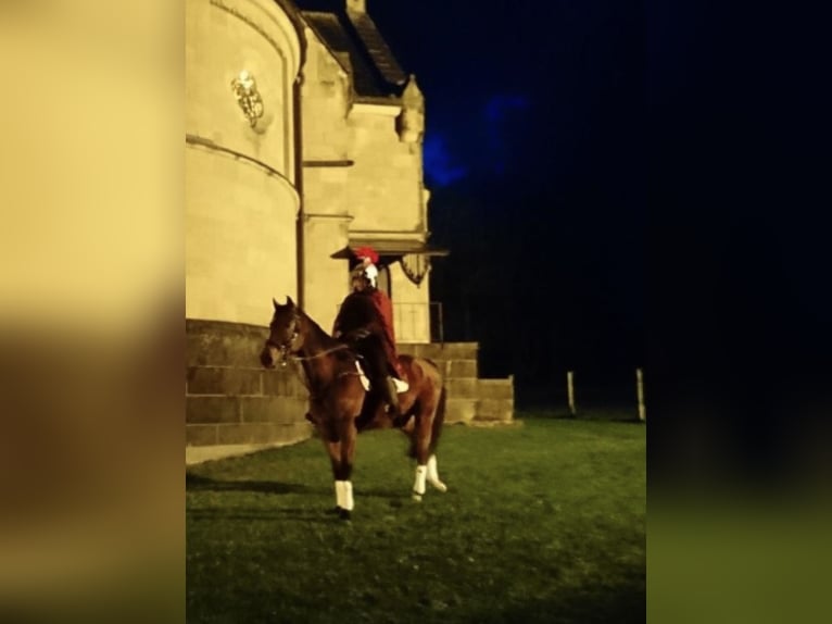 Oldenburger Springpferd Wallach 17 Jahre 167 cm Hellbrauner in Berndorf