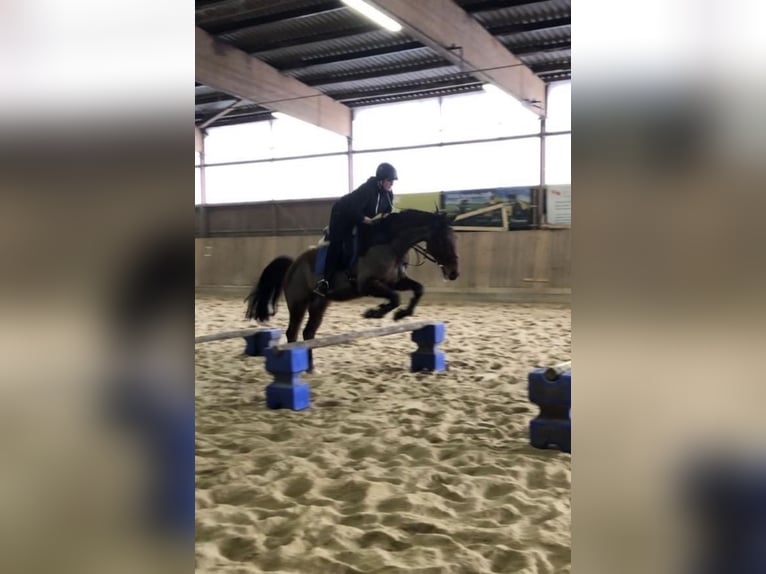 Oldenburger Springpferd Wallach 17 Jahre 167 cm Hellbrauner in Berndorf