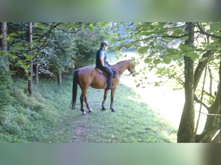 Oldenburger Springpferd Wallach 17 Jahre 167 cm Hellbrauner in Berndorf