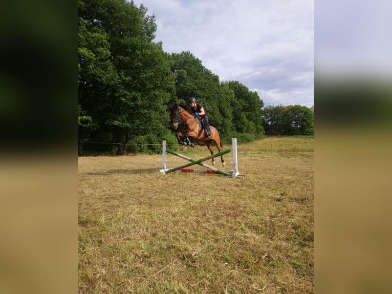 Oldenburger Springpferd Wallach 17 Jahre 167 cm Hellbrauner in Berndorf