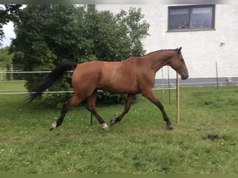 Oldenburger Springpferd Wallach 17 Jahre 167 cm Hellbrauner in Berndorf