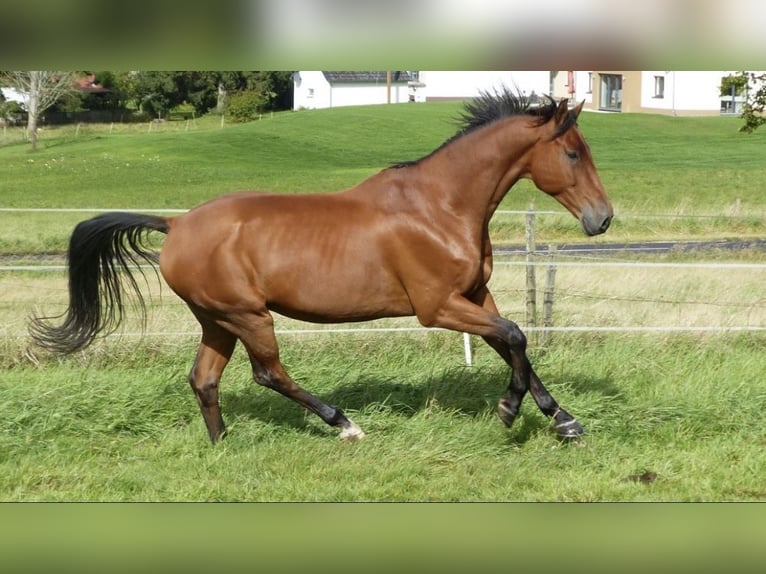 Oldenburger Springpferd Wallach 17 Jahre 167 cm Hellbrauner in Berndorf