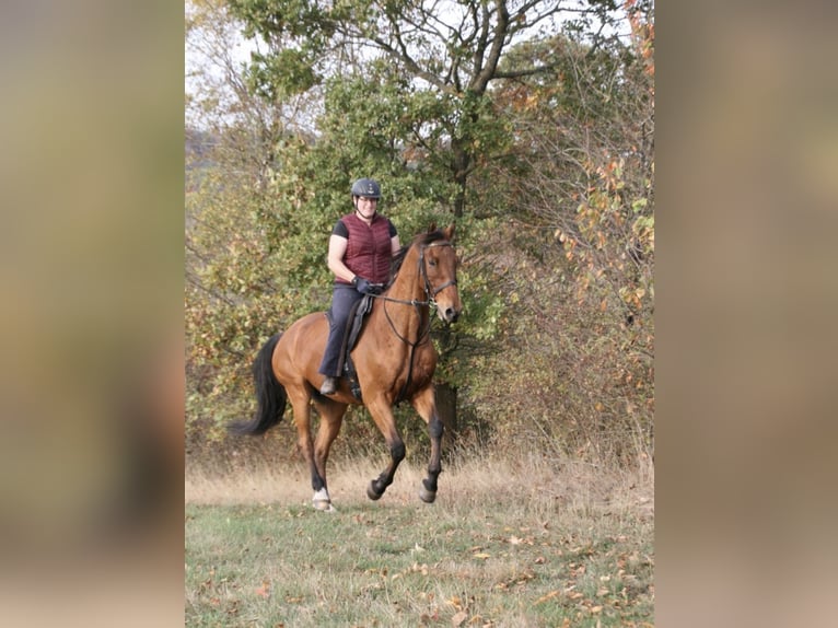 Oldenburger Springpferd Wallach 17 Jahre 167 cm Hellbrauner in Berndorf