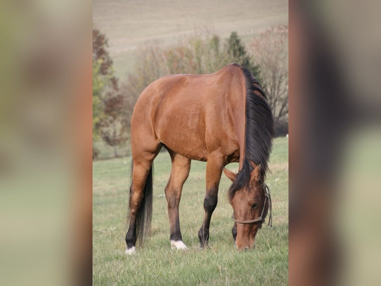 Oldenburger Springpferd Wallach 17 Jahre 167 cm Hellbrauner in Berndorf