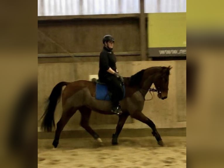 Oldenburger Springpferd Wallach 17 Jahre 167 cm Hellbrauner in Berndorf