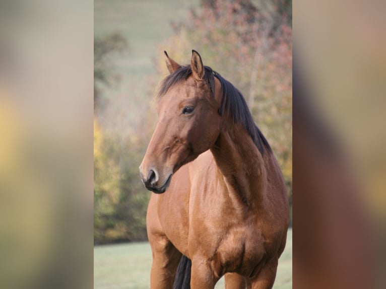 Oldenburger Springpferd Wallach 17 Jahre 167 cm Hellbrauner in Berndorf
