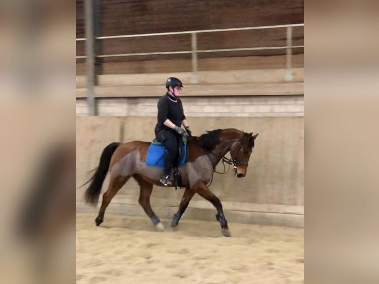 Oldenburger Springpferd Wallach 17 Jahre 167 cm Hellbrauner in Berndorf