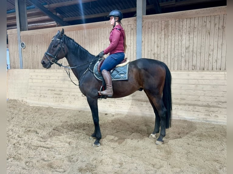 Oldenburger Springpferd Wallach 17 Jahre 170 cm Dunkelbrauner in Pelmberg
