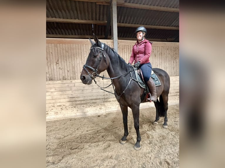 Oldenburger Springpferd Wallach 17 Jahre 170 cm Dunkelbrauner in Pelmberg