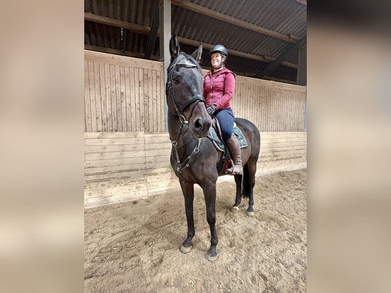 Oldenburger Springpferd Wallach 17 Jahre 170 cm Dunkelbrauner in Pelmberg