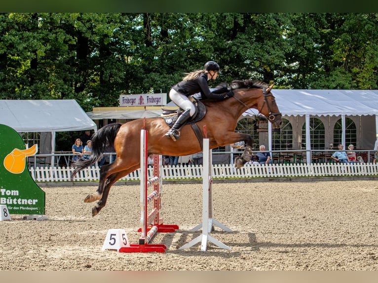 Oldenburger Springpferd Wallach 17 Jahre 173 cm Brauner in Bahretal