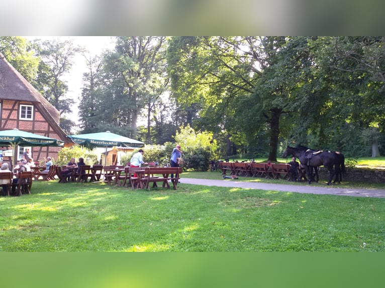 Oldenburger Springpferd Wallach 17 Jahre 177 cm Rappe in Schneverdingen