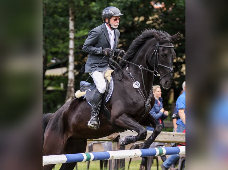 Oldenburger Springpferd Wallach 17 Jahre 177 cm Rappe in Schneverdingen