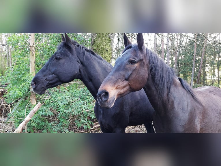 Oldenburger Springpferd Wallach 17 Jahre 177 cm Rappe in Schneverdingen