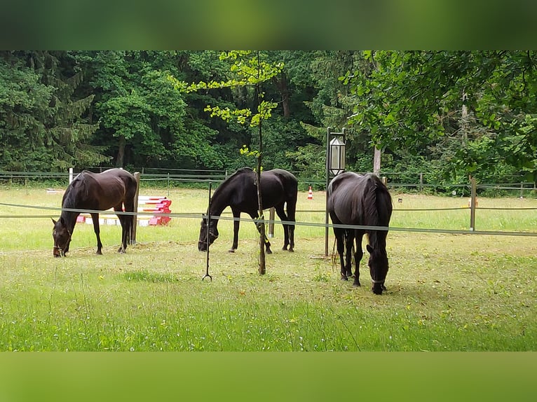 Oldenburger Springpferd Wallach 17 Jahre 177 cm Rappe in Schneverdingen