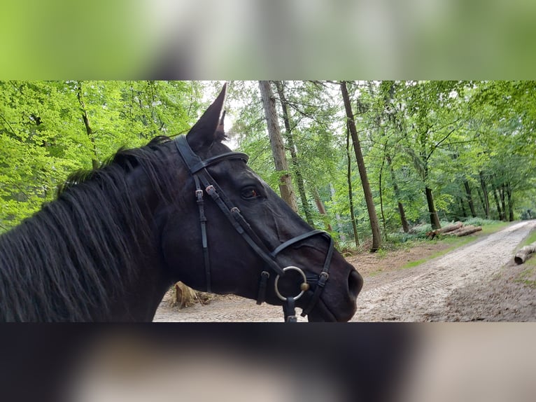 Oldenburger Springpferd Wallach 17 Jahre 177 cm Rappe in Schneverdingen