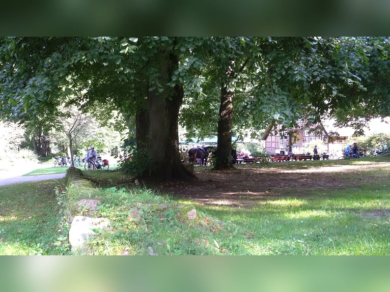 Oldenburger Springpferd Wallach 17 Jahre 177 cm Rappe in Schneverdingen