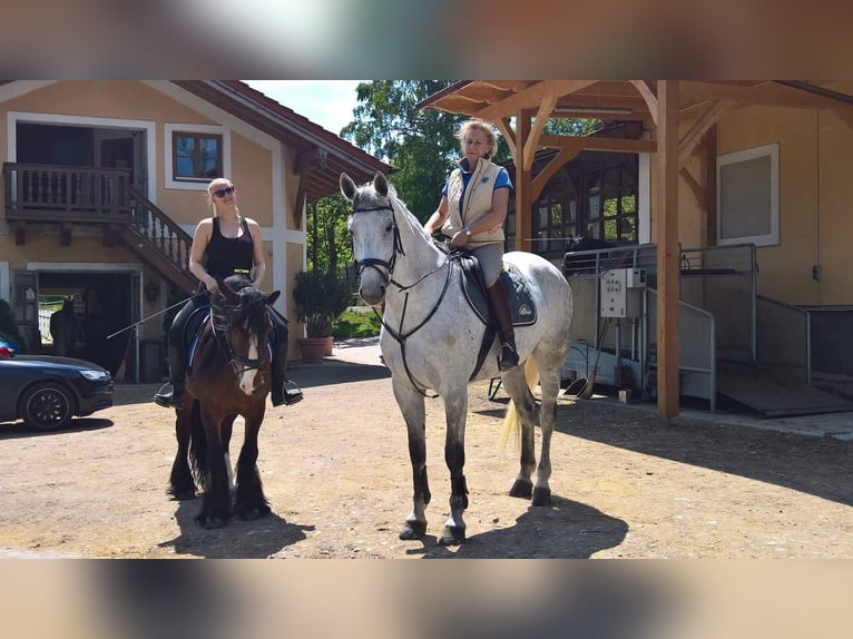 Oldenburger Springpferd Wallach 17 Jahre 178 cm Schimmel in Feldkirchen-Westerham