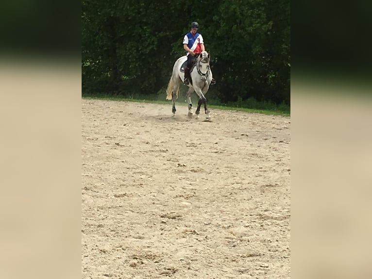 Oldenburger Springpferd Wallach 17 Jahre 178 cm Schimmel in Feldkirchen-Westerham