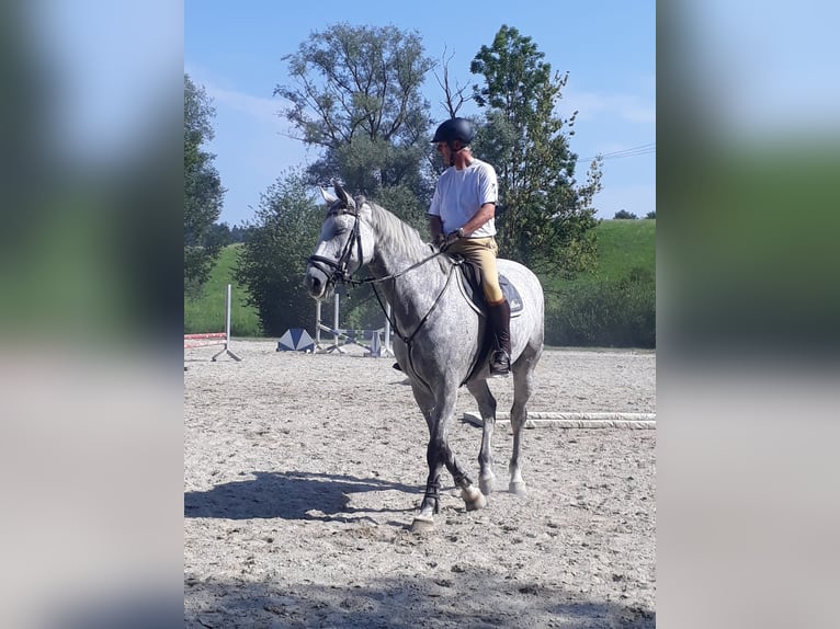 Oldenburger Springpferd Wallach 17 Jahre 178 cm Schimmel in Feldkirchen-Westerham
