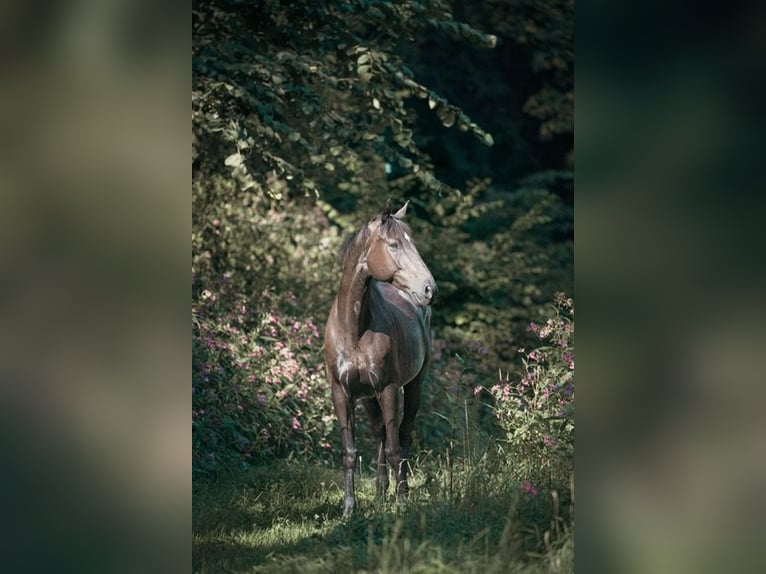 Oldenburger Springpferd Wallach 17 Jahre Brauner in Allhartsberg