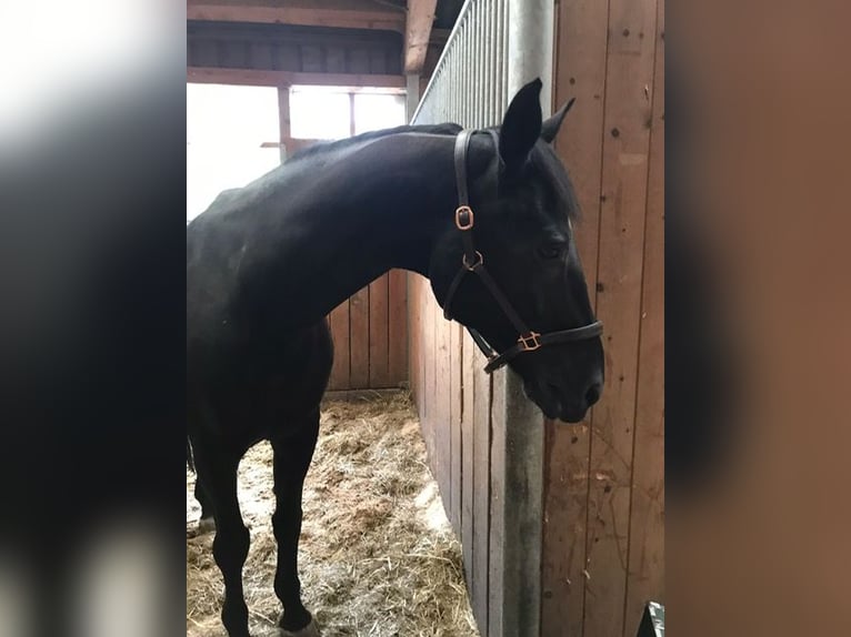 Oldenburger Springpferd Wallach 17 Jahre Brauner in Allhartsberg