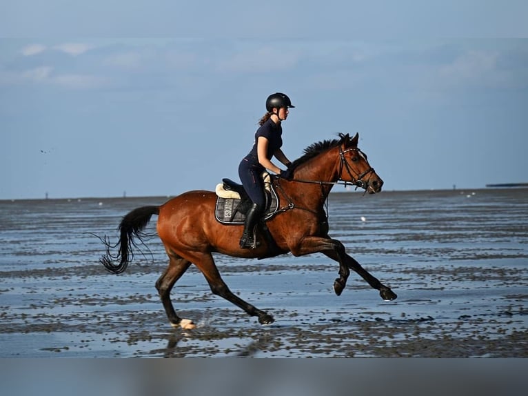 Oldenburger Springpferd Wallach 18 Jahre 167 cm Brauner in Rüthen