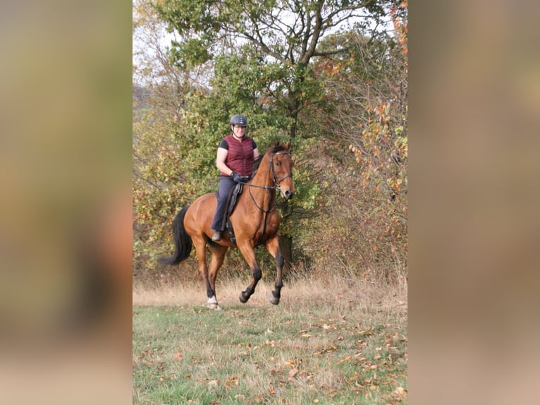 Oldenburger Springpferd Wallach 18 Jahre 167 cm Hellbrauner in Berndorf