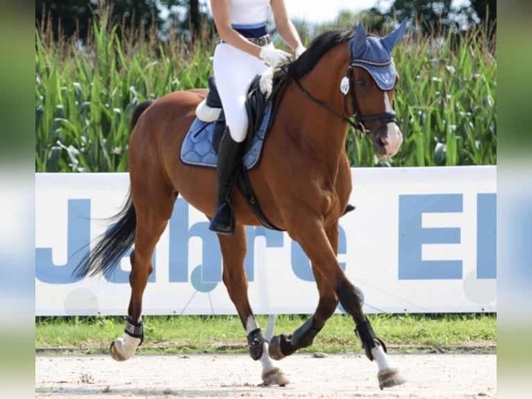 Oldenburger Springpferd Wallach 18 Jahre 172 cm Brauner in Fischerbach