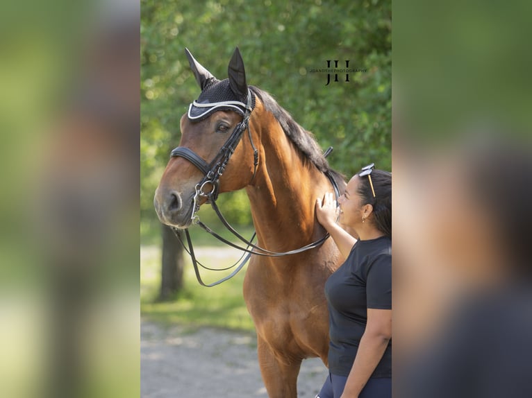 Oldenburger Springpferd Wallach 18 Jahre 173 cm Brauner in Au am Rhein