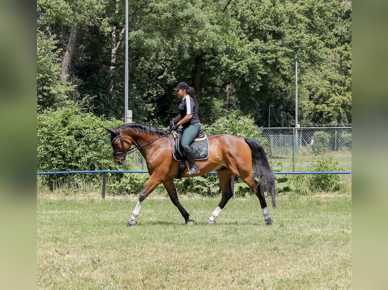 Oldenburger Springpferd Wallach 18 Jahre 173 cm Brauner in Au am Rhein