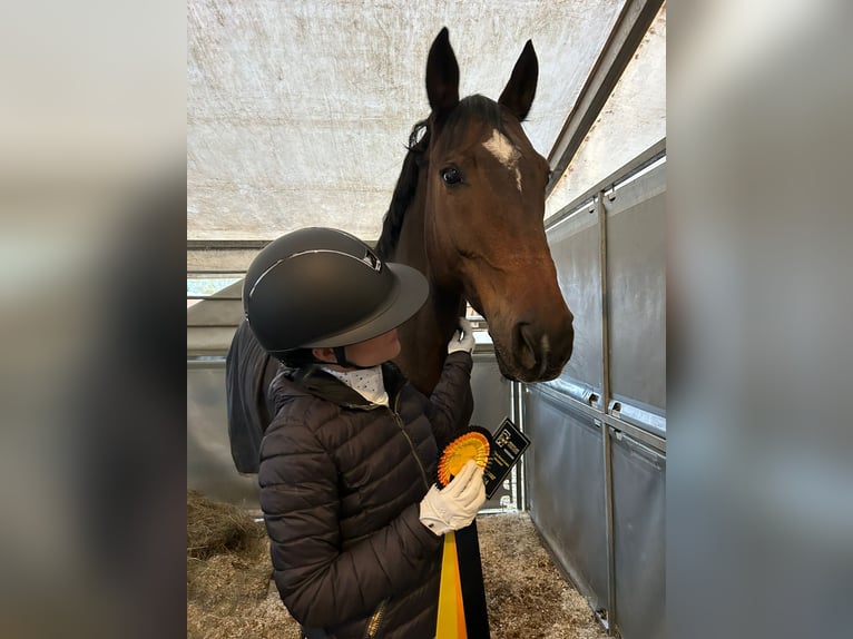 Oldenburger Springpferd Wallach 19 Jahre 168 cm Dunkelbrauner in Wien, Donaustadt