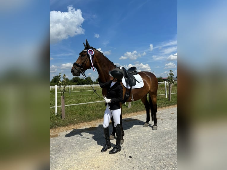 Oldenburger Springpferd Wallach 19 Jahre 168 cm Dunkelbrauner in Wien, Donaustadt