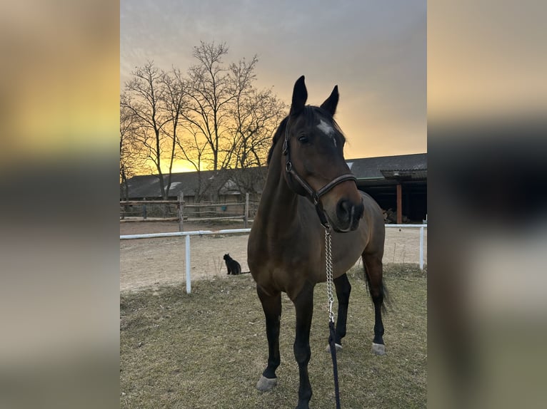Oldenburger Springpferd Wallach 19 Jahre 168 cm Dunkelbrauner in Wien, Donaustadt