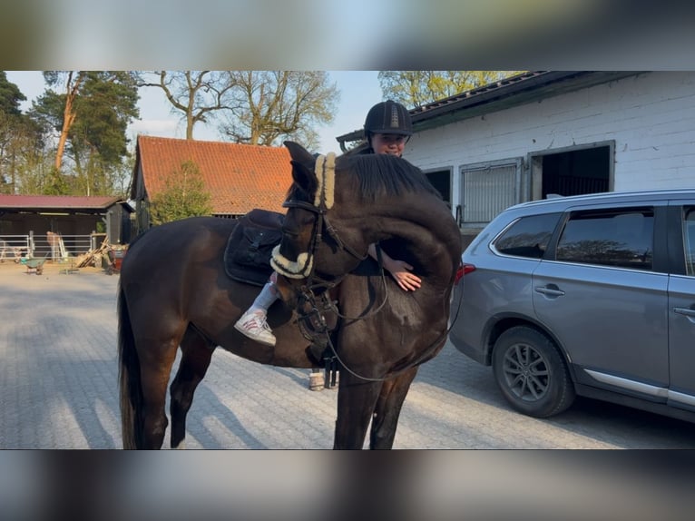 Oldenburger Springpferd Wallach 19 Jahre 170 cm Brauner in Winsen (Aller)