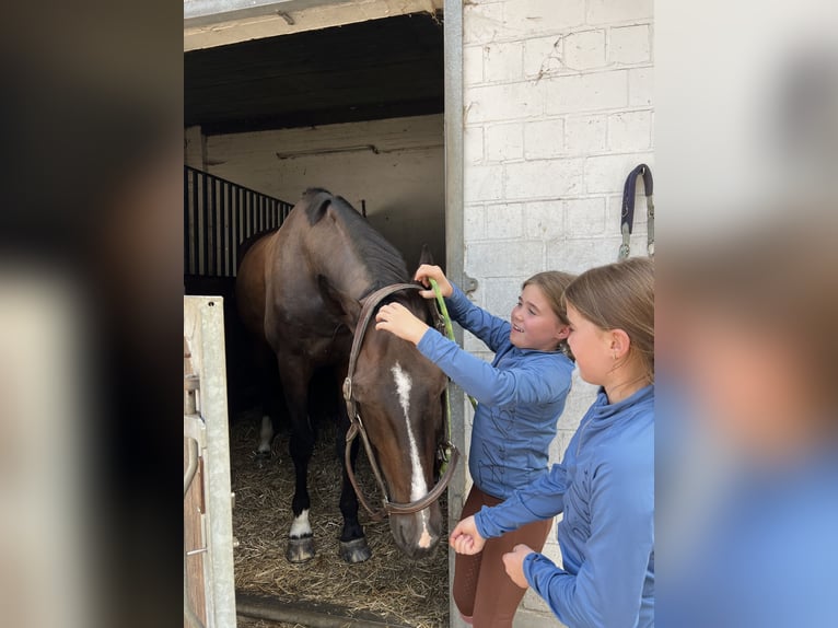 Oldenburger Springpferd Wallach 19 Jahre 170 cm Brauner in Winsen (Aller)
